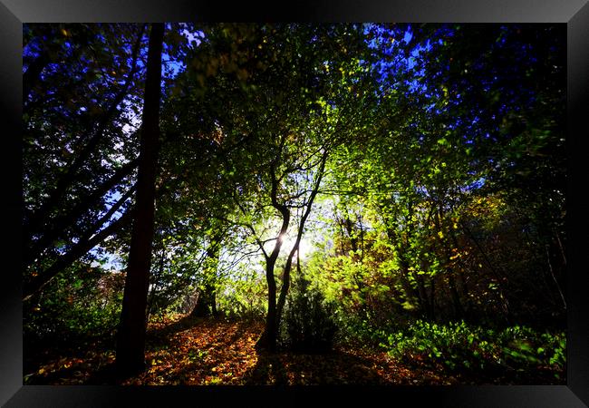 Trees with Sun Framed Print by david harding