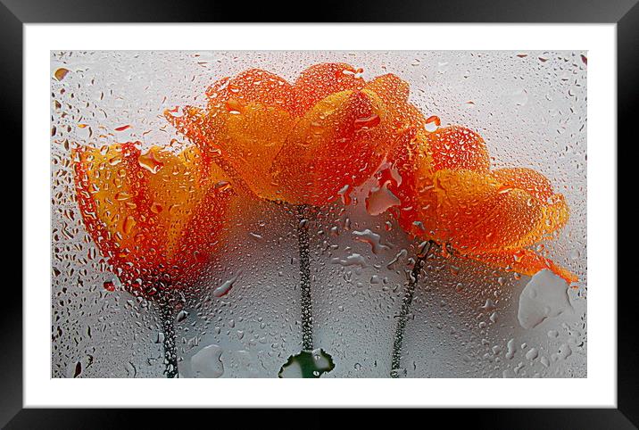 wet flora closeup Framed Mounted Print by dale rys (LP)