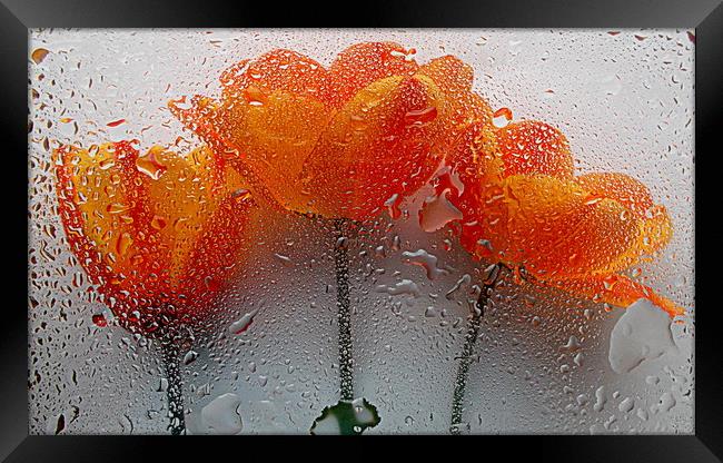 wet flora closeup Framed Print by dale rys (LP)