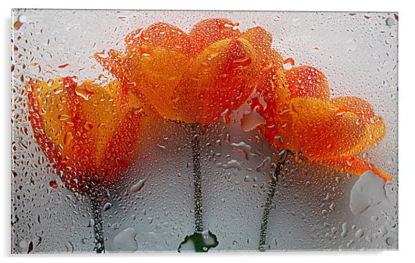 wet flora closeup Acrylic by dale rys (LP)