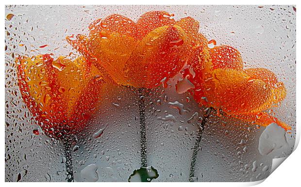 wet flora closeup Print by dale rys (LP)