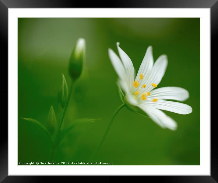 Greater Stitchwort Flower Close Up Framed Mounted Print by Nick Jenkins