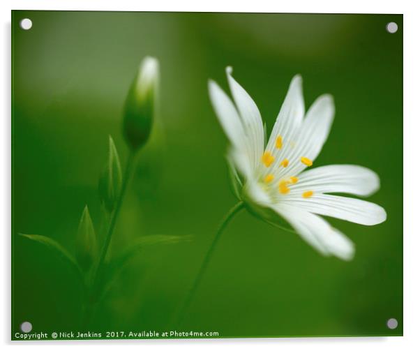 Greater Stitchwort Flower Close Up Acrylic by Nick Jenkins