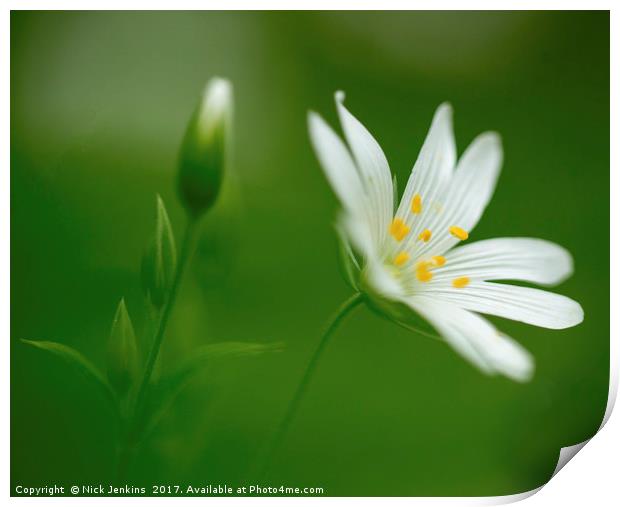 Greater Stitchwort Flower Close Up Print by Nick Jenkins