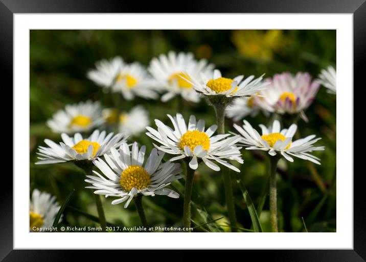 The common Daisy Framed Mounted Print by Richard Smith
