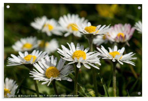 The common Daisy Acrylic by Richard Smith