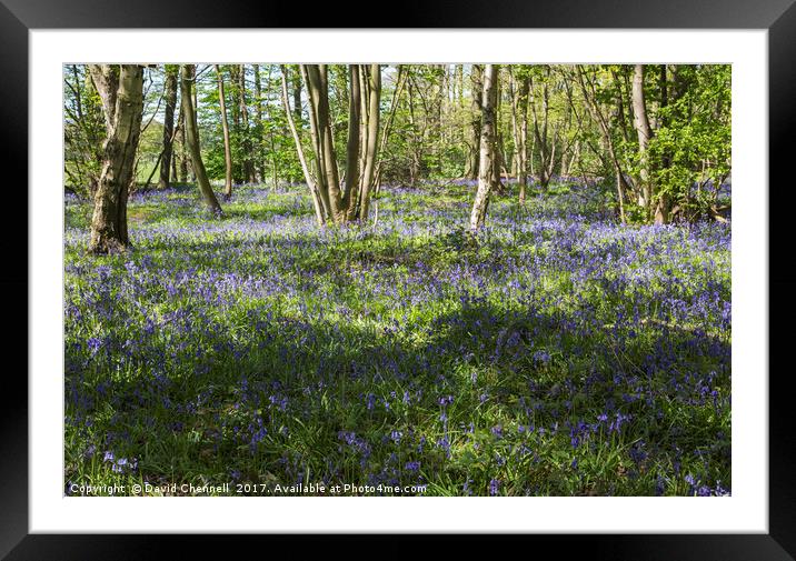 Burton Mere Bluebell Wood  Framed Mounted Print by David Chennell