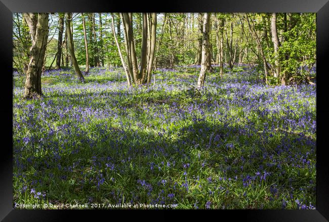 Burton Mere Bluebell Wood  Framed Print by David Chennell