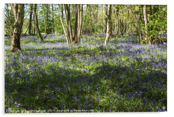 Burton Mere Bluebell Wood  Acrylic by David Chennell
