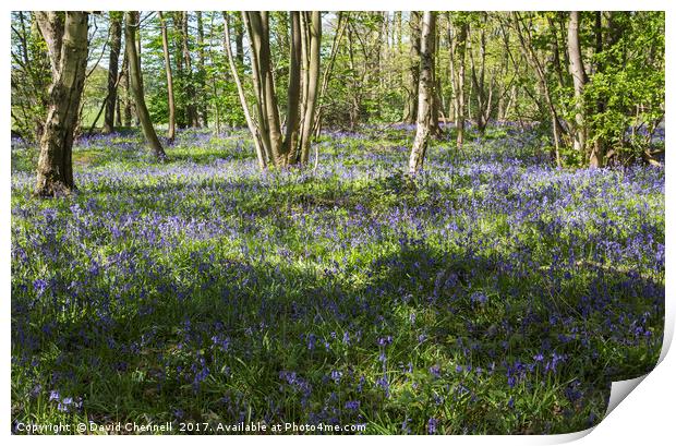 Burton Mere Bluebell Wood  Print by David Chennell