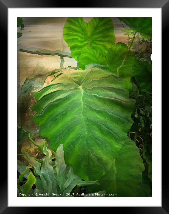 Tropical Leaves.  Framed Mounted Print by Heather Goodwin