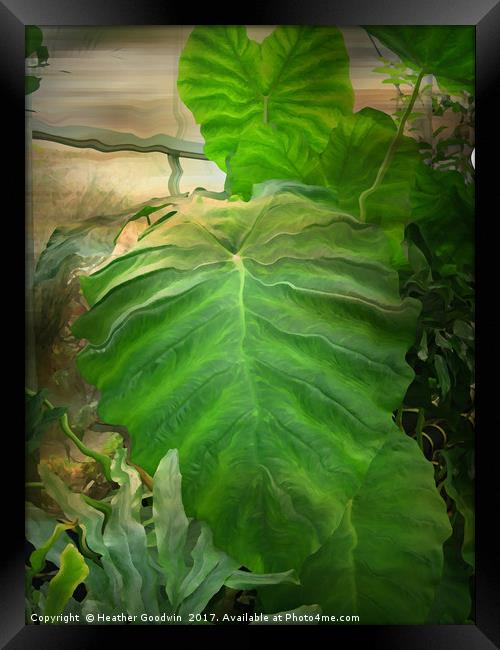 Tropical Leaves.  Framed Print by Heather Goodwin