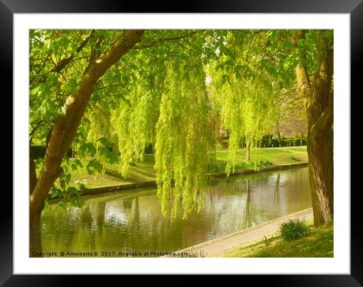 Willow Trees In Spring  Framed Mounted Print by Antoinette B