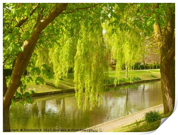 Willow Trees In Spring  Print by Antoinette B