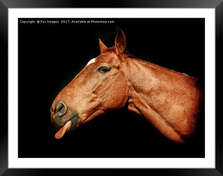 Horse Art Framed Mounted Print by Derrick Fox Lomax