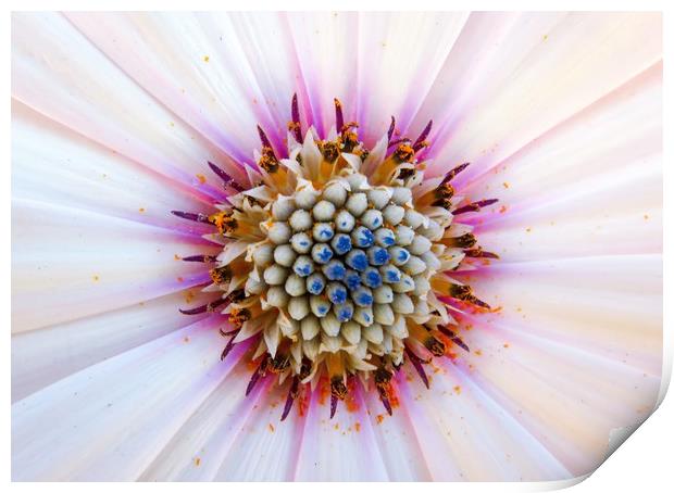 Radiant Pink African Daisy Print by Beryl Curran