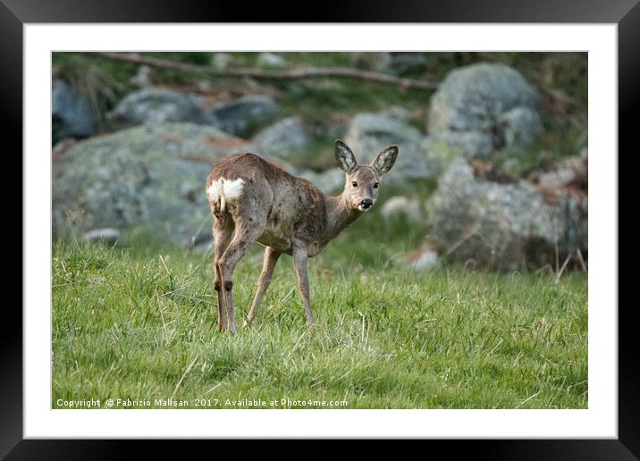 A curious young deer Framed Mounted Print by Fabrizio Malisan