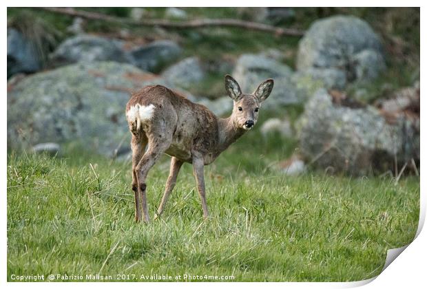 A curious young deer Print by Fabrizio Malisan