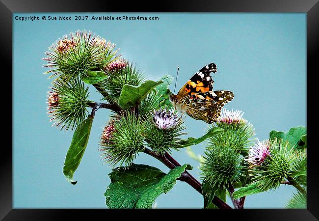 Not at her best but still beautiful. Framed Print by Sue Wood