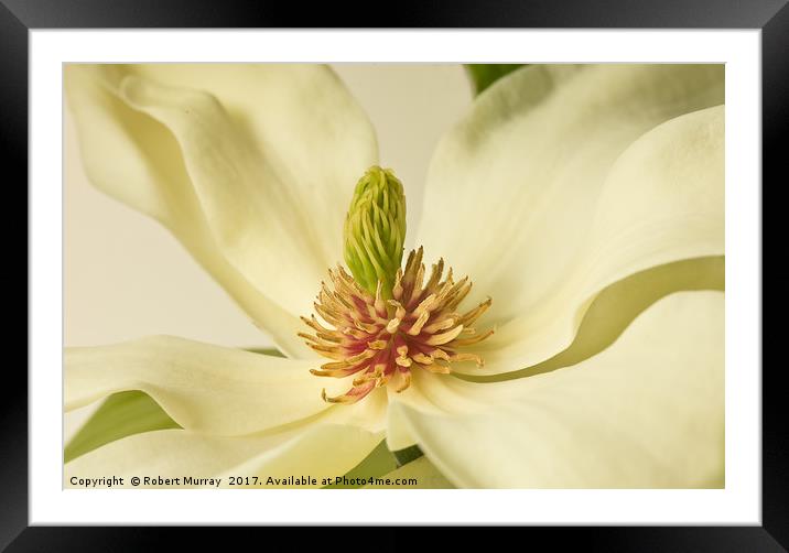 Magnolia Macro 2 Framed Mounted Print by Robert Murray