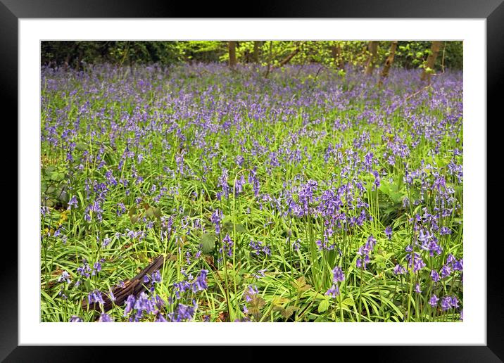 Bluebell Carpet  Framed Mounted Print by Tony Murtagh