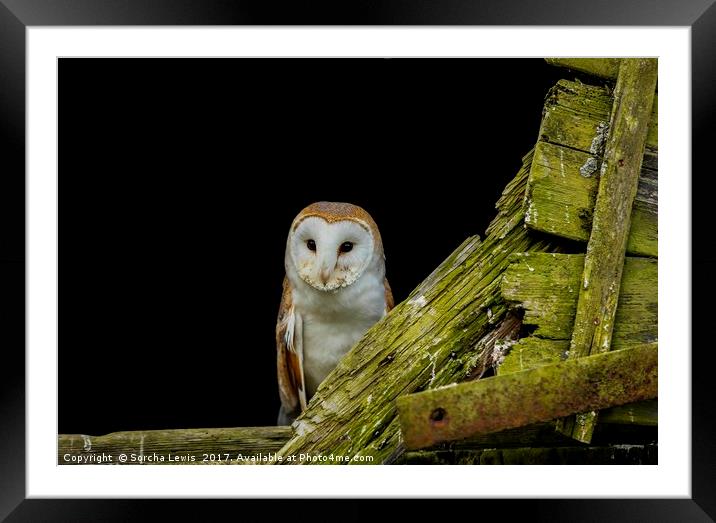 Welsh Barn Owl Framed Mounted Print by Sorcha Lewis
