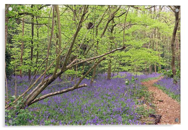 Winterbourne Bluebells  Acrylic by Tony Murtagh