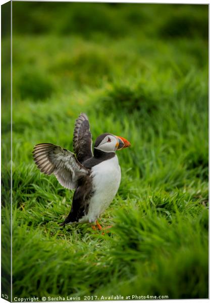 Puffins on Skomer Canvas Print by Sorcha Lewis
