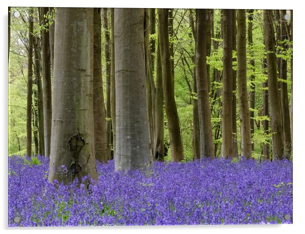 Bluebell woodland Acrylic by Tony Bates