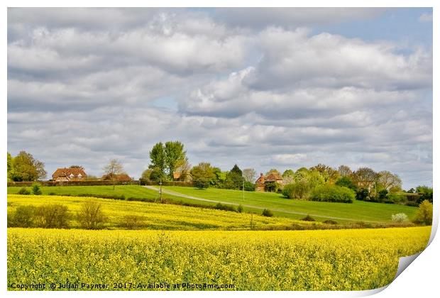 rapeseed field Print by Julian Paynter