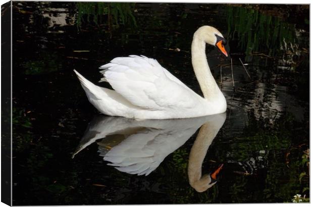A Swan and his Reflection Canvas Print by Jane Metters