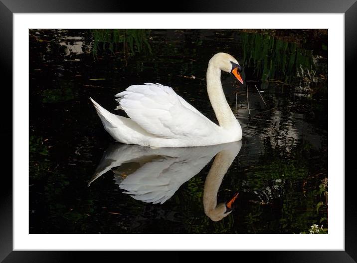 A Swan and his Reflection Framed Mounted Print by Jane Metters