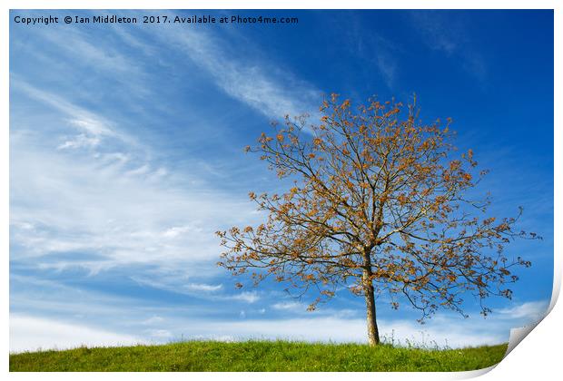 Spring Landscapes Print by Ian Middleton