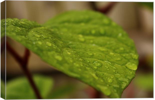 Wet Leaf Canvas Print by J Hartley