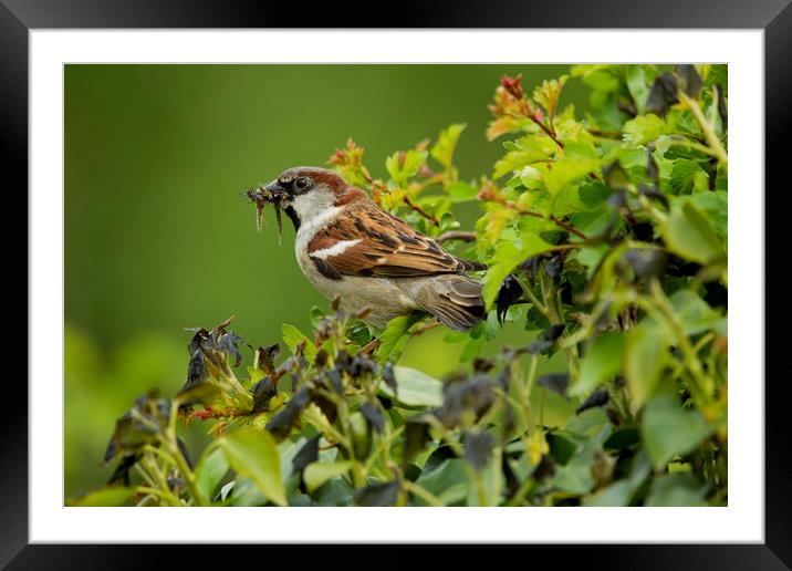 Sparrow Framed Mounted Print by paul green