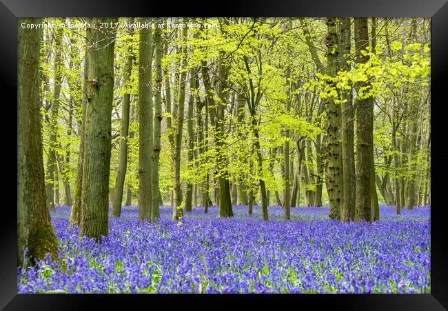 Dockey Wood, Ashridge Estate Framed Print by The Tog