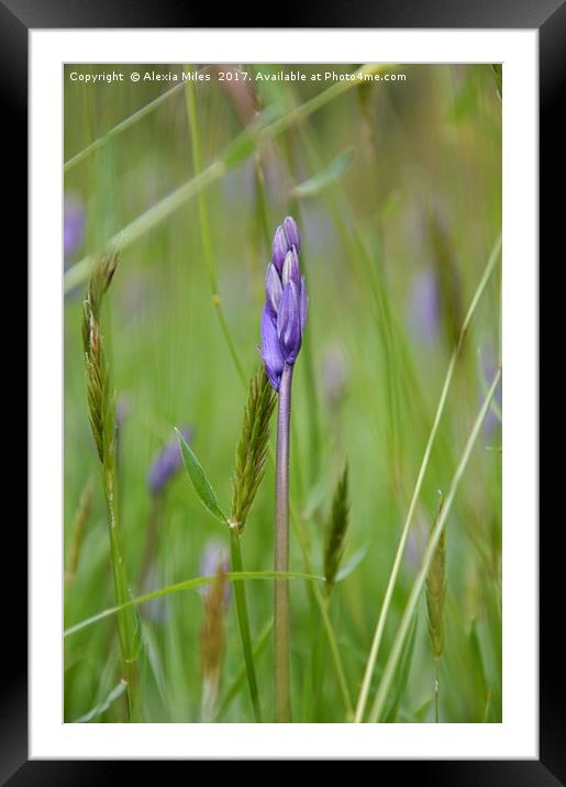 BlueBell Framed Mounted Print by Alexia Miles