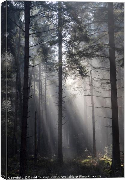 Illuminated Forest Canvas Print by David Tinsley