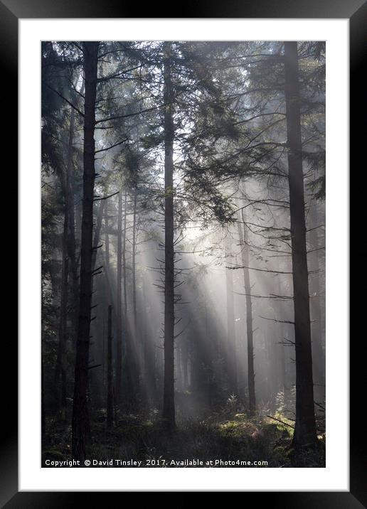 Illuminated Forest Framed Mounted Print by David Tinsley