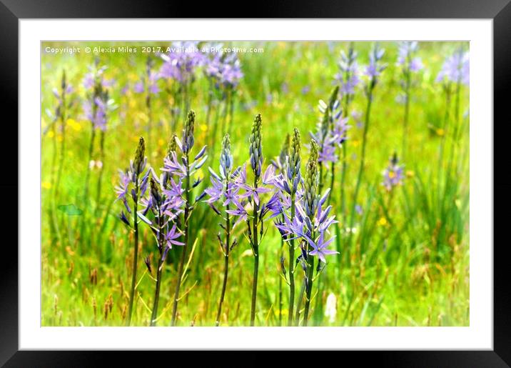 Spring and the Bluebells Framed Mounted Print by Alexia Miles