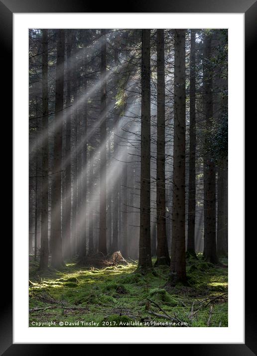 Woodland Light Beams Framed Mounted Print by David Tinsley