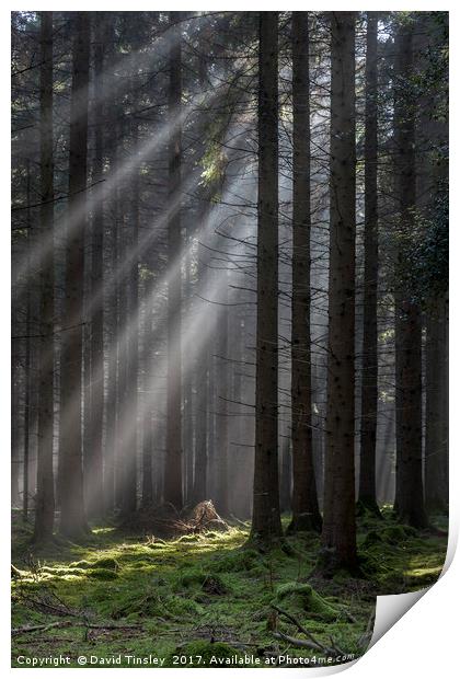 Woodland Light Beams Print by David Tinsley