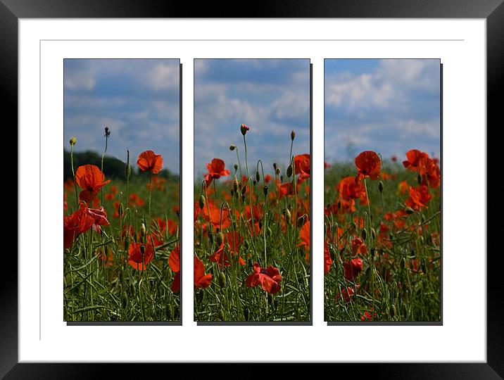 Poppy Triptych Framed Mounted Print by Emma Kenmore