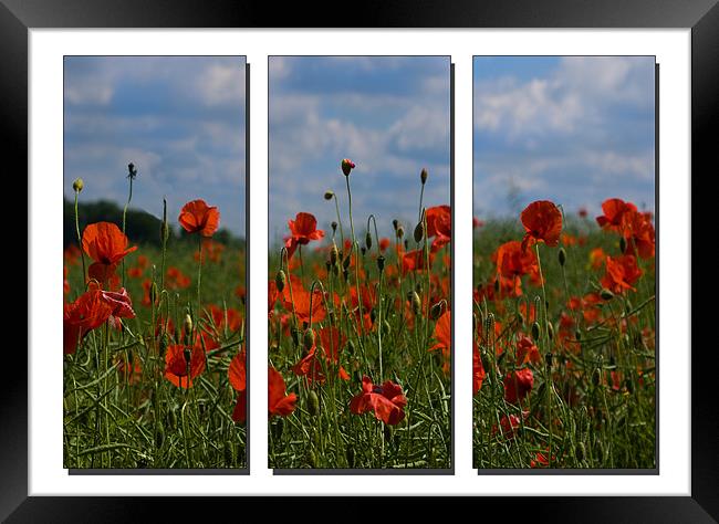 Poppy Triptych Framed Print by Emma Kenmore