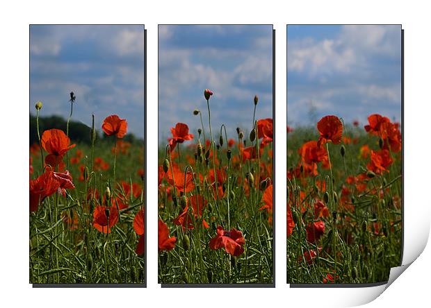 Poppy Triptych Print by Emma Kenmore