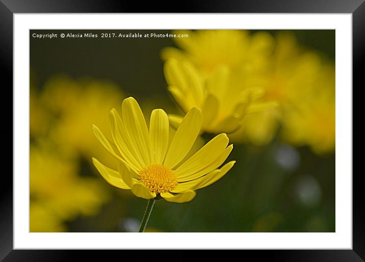  Yellow Daisy Framed Mounted Print by Alexia Miles