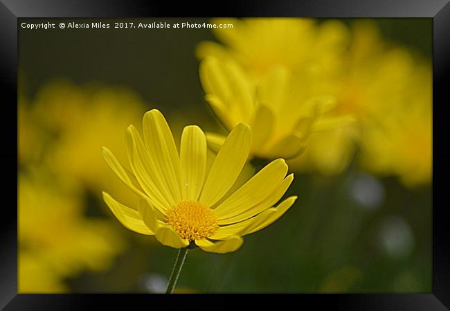  Yellow Daisy Framed Print by Alexia Miles
