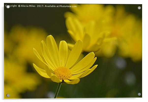  Yellow Daisy Acrylic by Alexia Miles