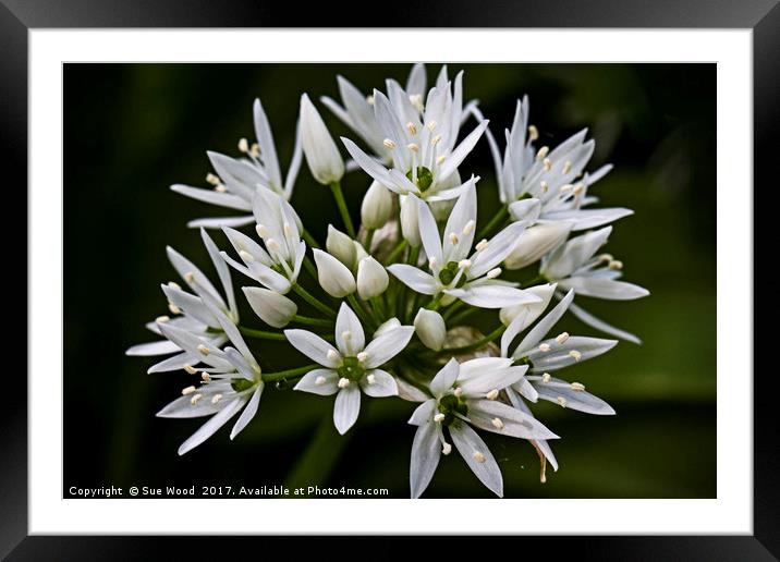 A taste of spring Framed Mounted Print by Sue Wood