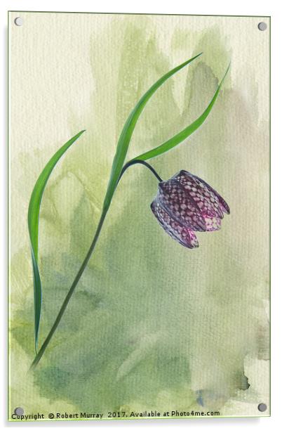 Snake's Head Fritillary Acrylic by Robert Murray